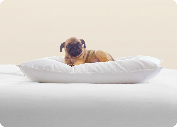 stomach-sleeper-soft-density
