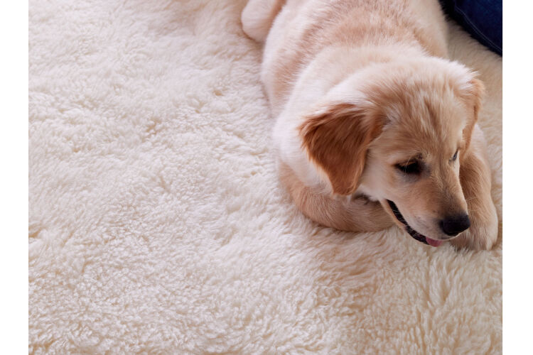 dog on wool mattress pad