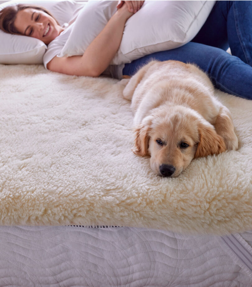 dog on wool mattress pad