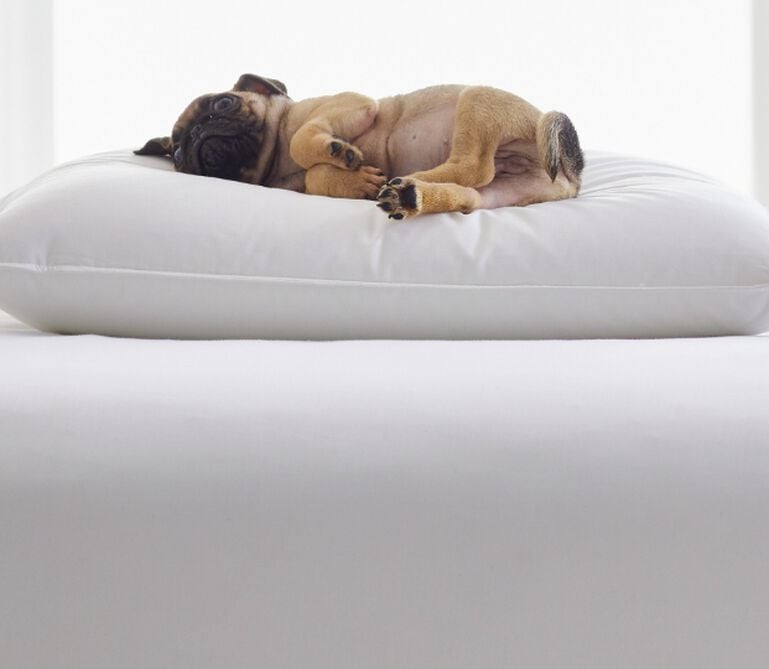 Best Pillows for Side and Back Sleepers